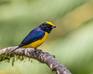 Yellow Bird On A Branch Wallpaper