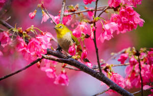 Yellow Bird On Dark Branch Wallpaper