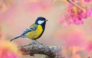 Yellow Bird With White Markings Wallpaper