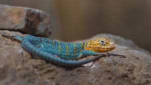 Yellow Blue Collared Lizard Wallpaper