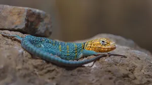 Yellow Blue Collared Lizard Wallpaper