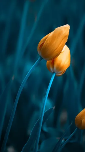 Yellow Bud Of Tulip Flowers Wallpaper