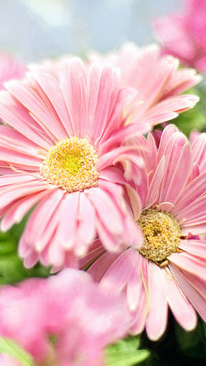 Yellow Bud On Pink Flower Iphone Wallpaper