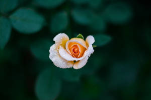 Yellow Bud Rose Flower Wallpaper