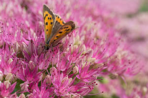 Yellow Butterfly On Spring Flowers Wallpaper