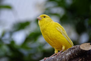 Yellow Canary Bird In Focus Wallpaper