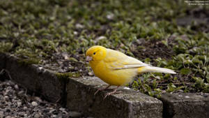 Yellow Canary Bird On Cement Block Wallpaper