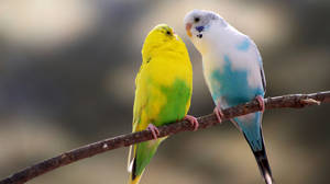 Yellow Canary Bird With A Parrot Wallpaper
