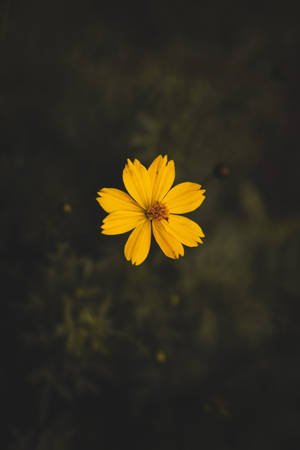 Yellow Cosmos Flower 4k Iphone 11 Wallpaper