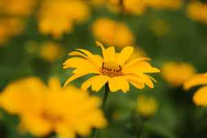 Yellow Cute Flower Wallpaper