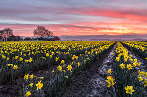 Yellow Daffodils Flower Field Wallpaper