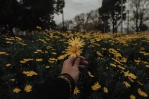 Yellow Daisy Aesthetic Flower Field Wallpaper