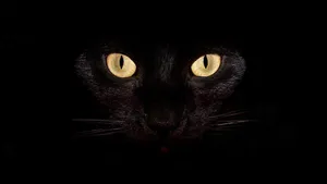 Yellow-eyed Cat Coolest Desktop Wallpaper