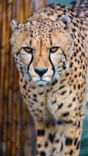 Yellow-eyed Wild Cheetah Wallpaper