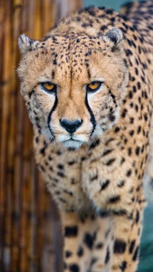 Yellow-eyed Wild Cheetah Wallpaper