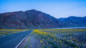 Yellow Flower Field Death Valley Wallpaper