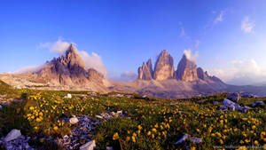 Yellow Flower Mountain Field Wallpaper