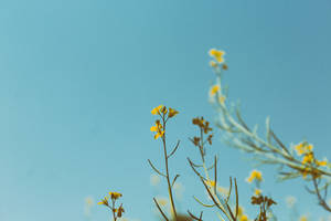 Yellow Flowers Under Blue Sky Wallpaper