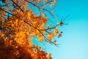 Yellow Oak Fall Desktop Wallpaper