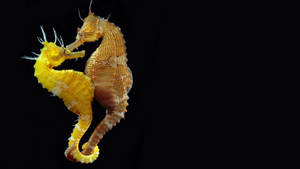 Yellow Orange Seahorse Lovers Wallpaper