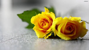 Yellow Rose Floor Wallpaper