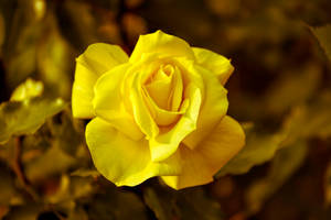 Yellow Rose Flower Wallpaper