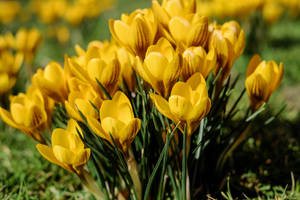 Yellow Snowdrop Flowers Wallpaper