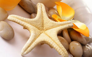 Yellow Starfish And Stones Wallpaper