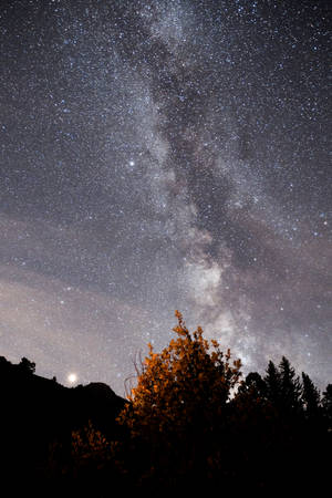 Yellow Tree And Night Sky Galaxy Iphone Wallpaper