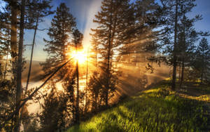 Yellowstone National Park Sunrays Wallpaper