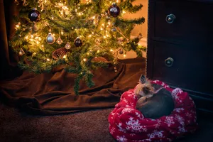 Yorkie Puppy Beside A Christmas Tree Wallpaper