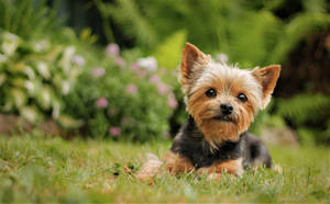 Yorkie Puppy Flowery Garden Wallpaper