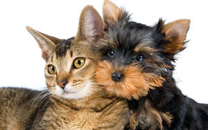 Yorkie Puppy Hugging A Cat Wallpaper