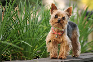 Yorkie Puppy On Cement Bench Wallpaper