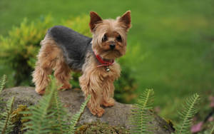 Yorkie Puppy Standing On Rock Wallpaper