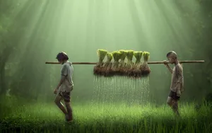 Young Farmers Carrying Rice Seedlings Wallpaper