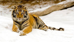 Young Harimau On Snow Wallpaper