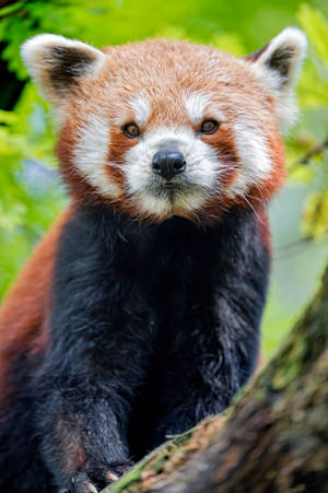 Young Red Panda Mobile Wallpaper