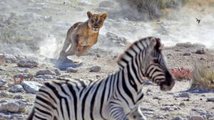 Zebra Hunting Lion Wallpaper