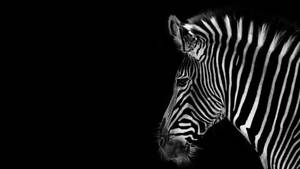 Zebra In Black Background Wallpaper