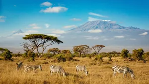 Zebras In Safari Professional Desktop Wallpaper