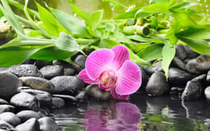 Zen Desktop Violet Flower On Top Of Stones Wallpaper