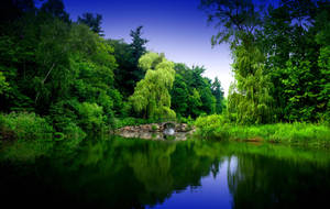 Zen Garden Forest Wallpaper