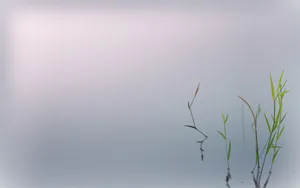 Zen Minimalist Plant Wallpaper