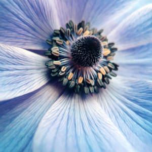 Zoom Flower Featherlike Light Blue Wallpaper