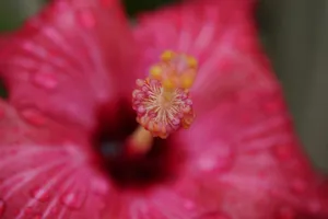 Zoom Flower Hibiscus Pink Wallpaper