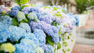 Zoom Flower Hydrangeas On Fence Wallpaper