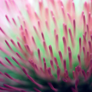 Zoom Flower Pistil Wallpaper