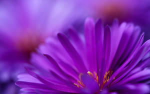 Zoom Flower Purple Petals Wallpaper