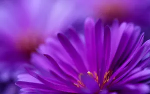 Zoom Flower Purple Petals Wallpaper